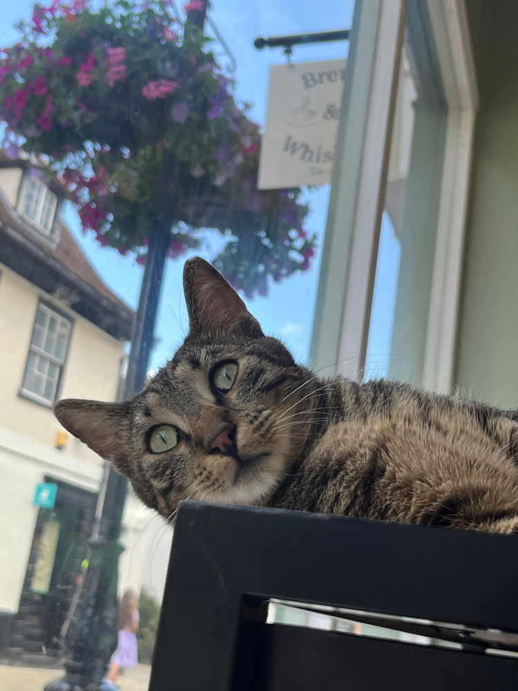 Went to a cat cafe today