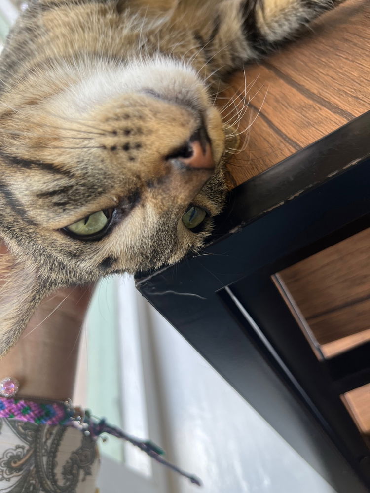 Went to a cat cafe today