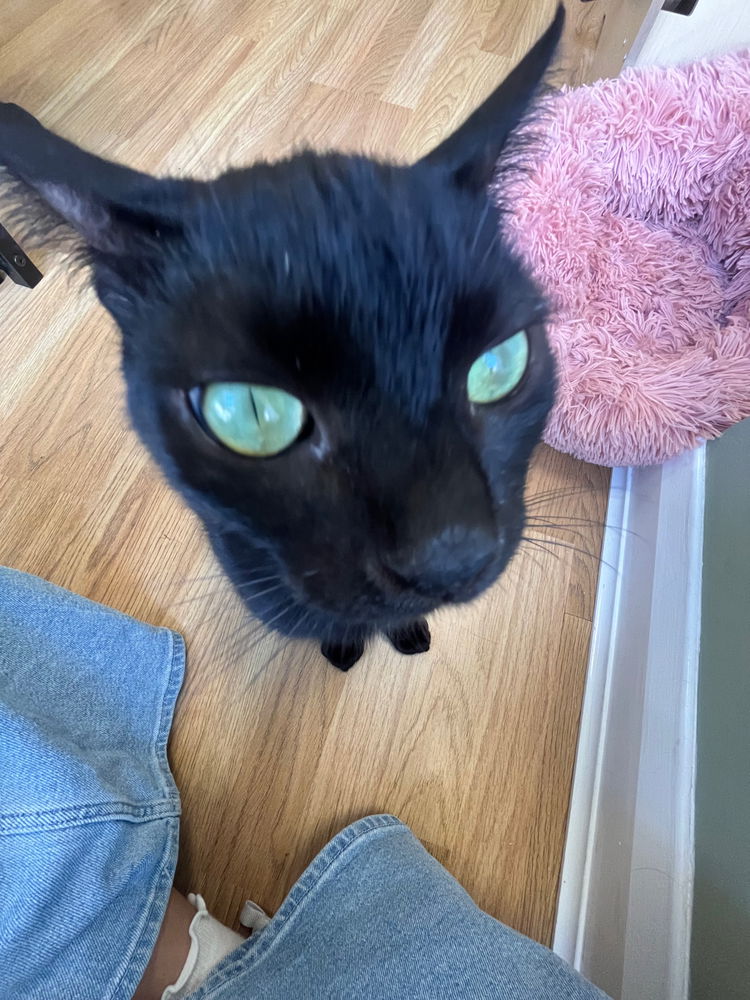 Went to a cat cafe today