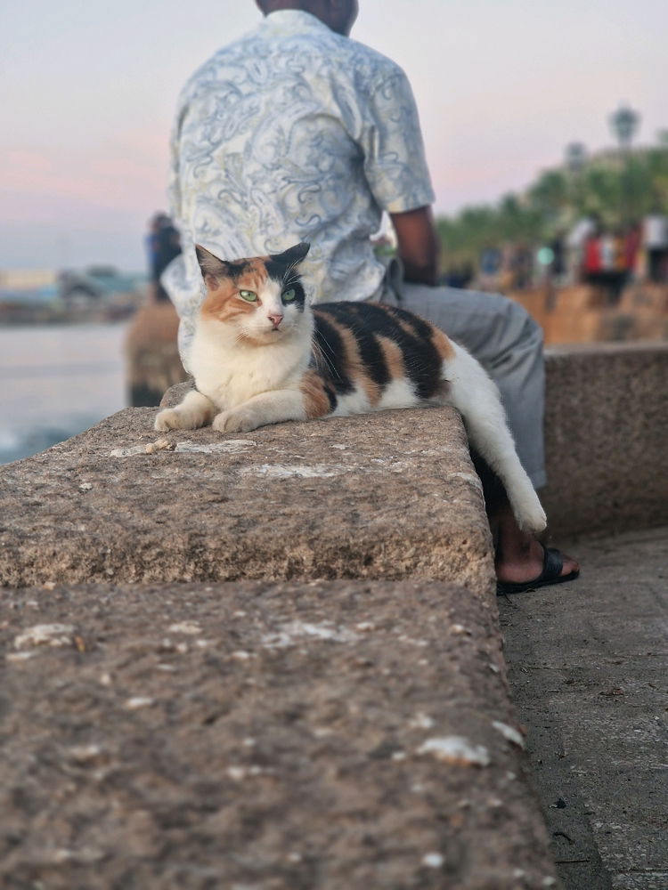 Meow