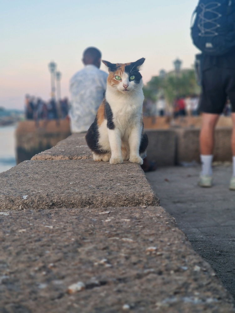 Meow