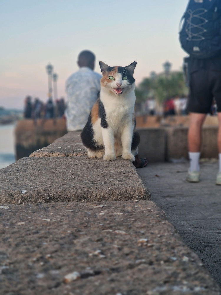 Meow