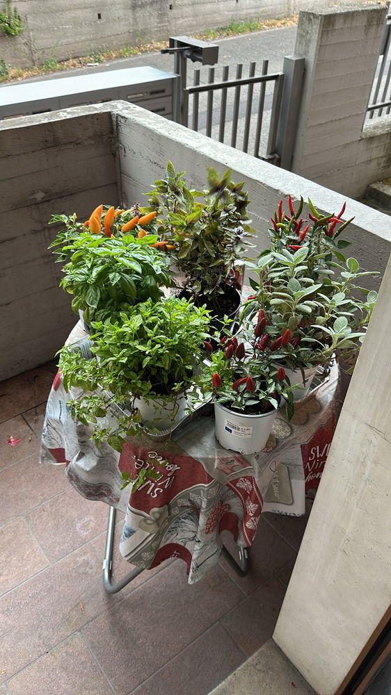 A prayer for my plants