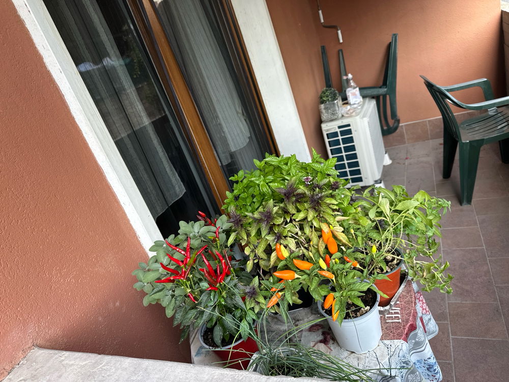 A prayer for my plants