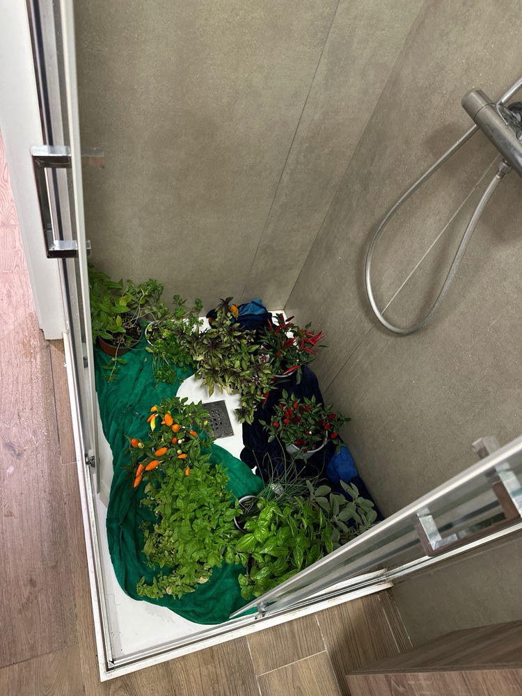 A prayer for my plants