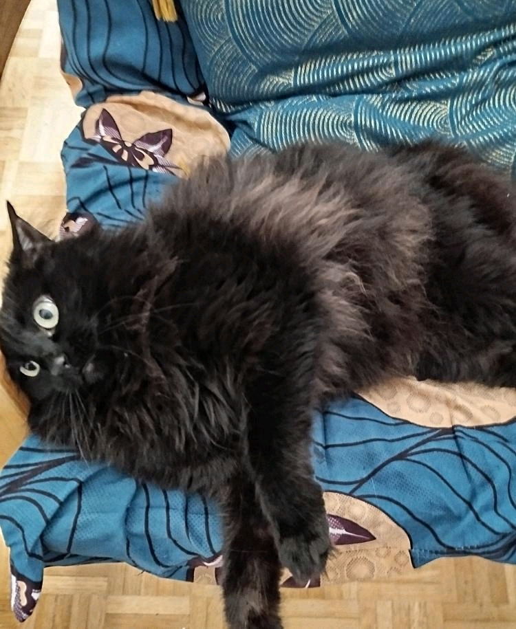 Je crois que mon chat a trop fumer 😂