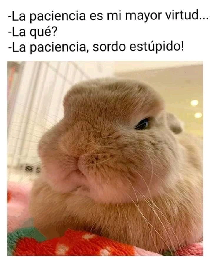 La paciencia es mi mayor virtud...🐰
