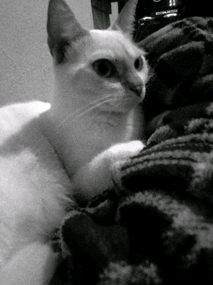 Os Gatos