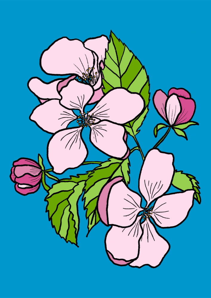 Apple blossoms
