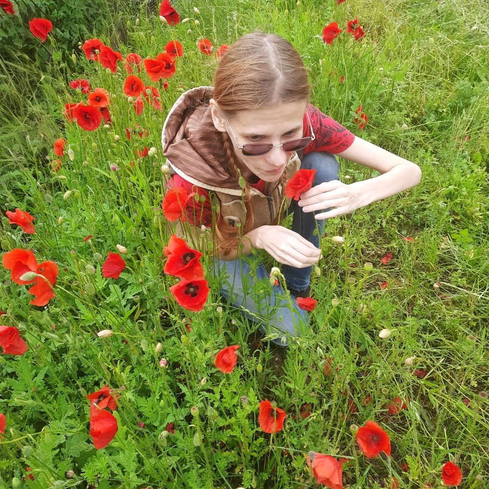Poppy fields bloom once a season near Kaliningrad