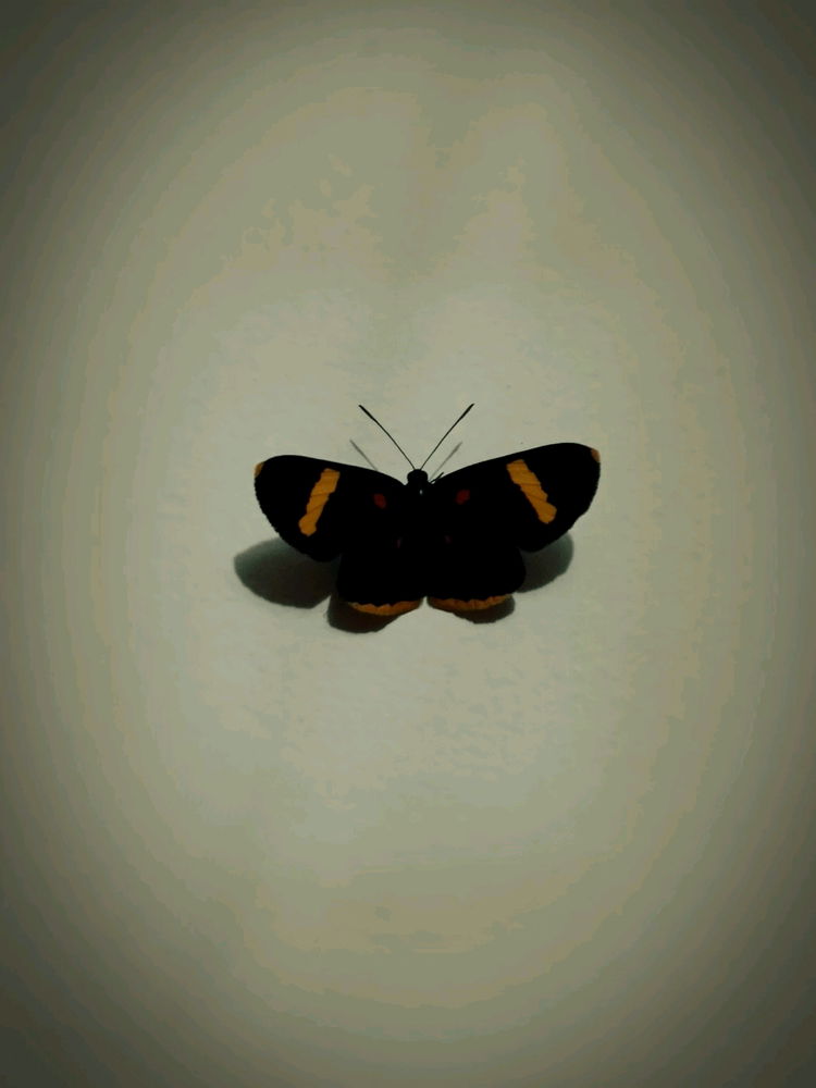 Bellissimo