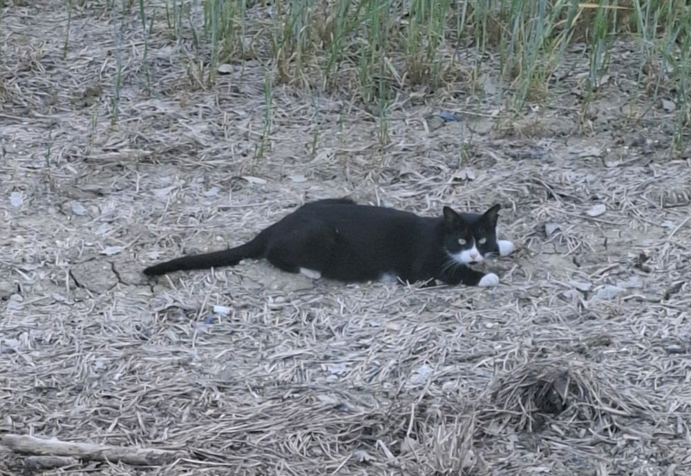 Italy cat