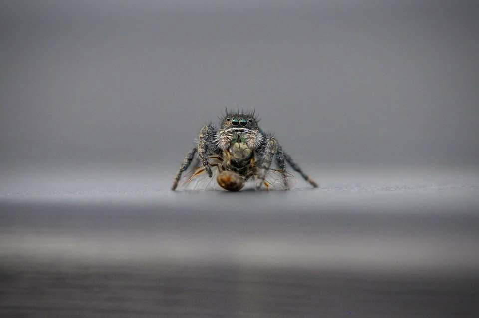 Itsy bitsy spider