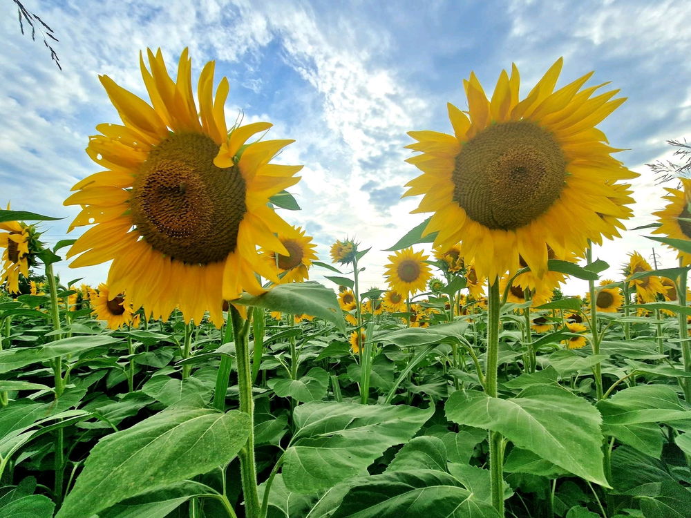 🌻
