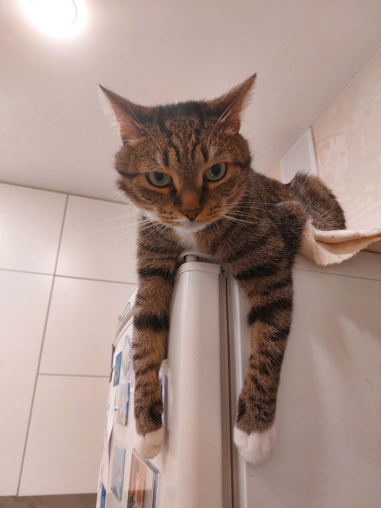 Просто кот😊