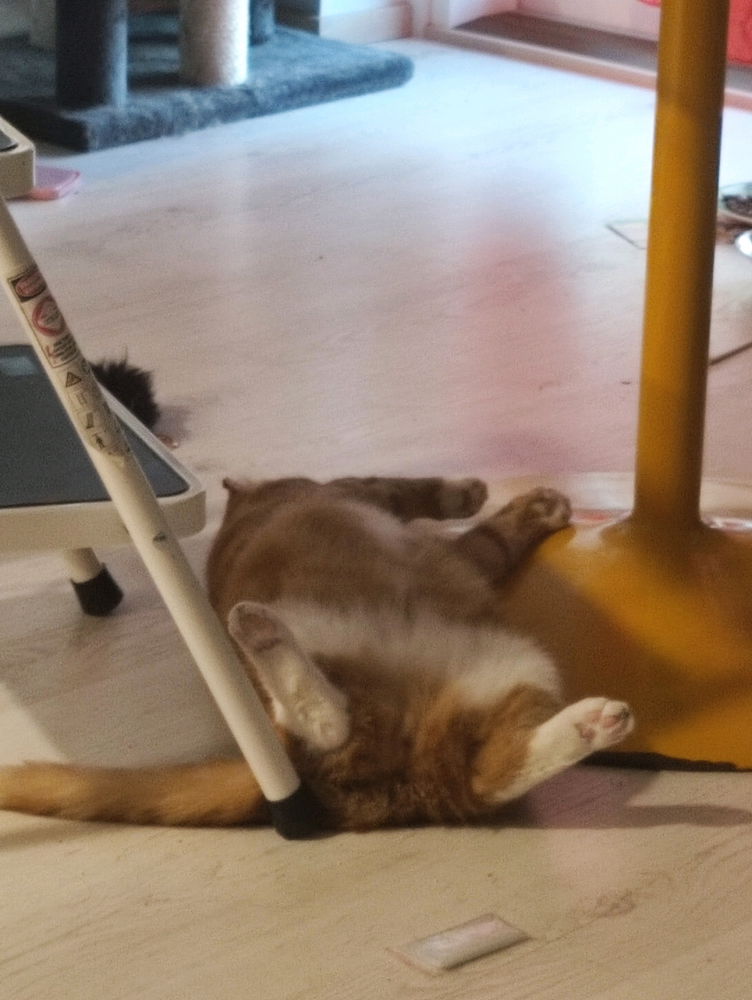 Rip mouse