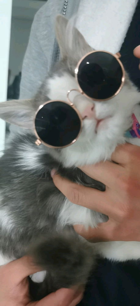 Gato flow