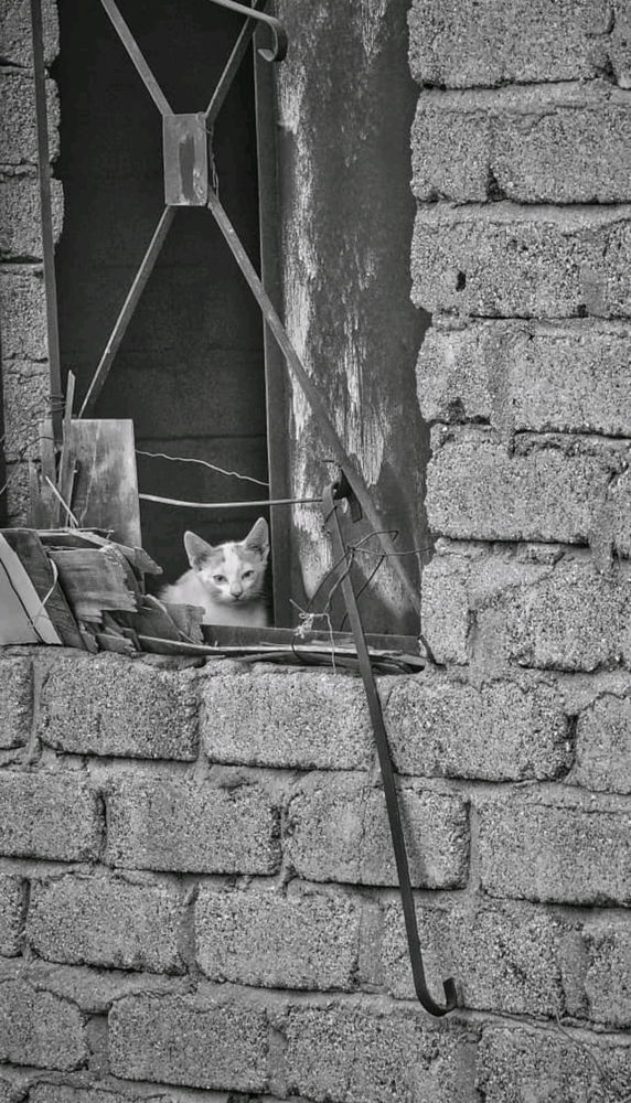 Мой дикий уличный кот.