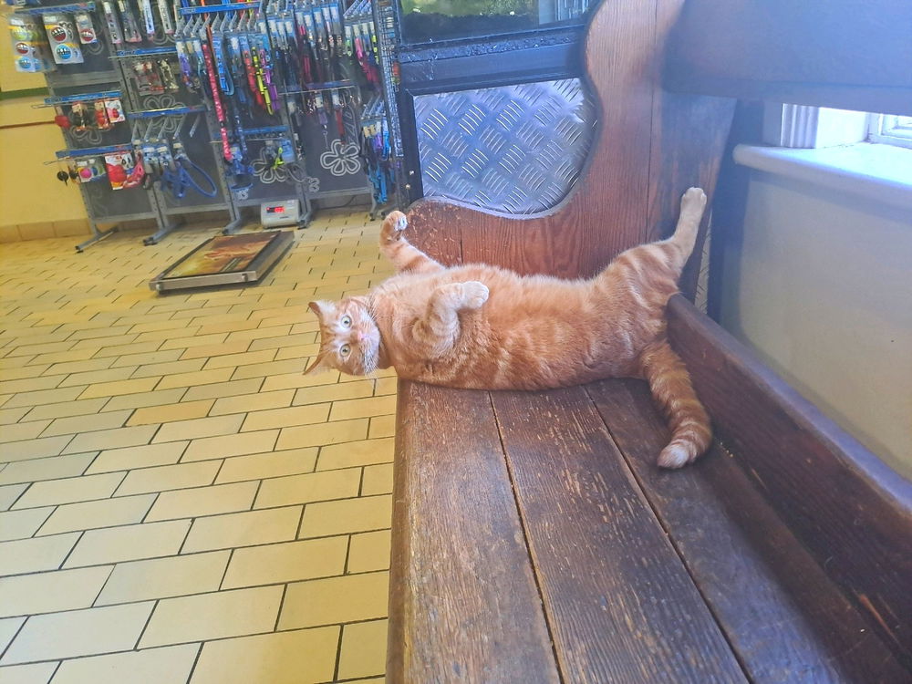 Kittycat