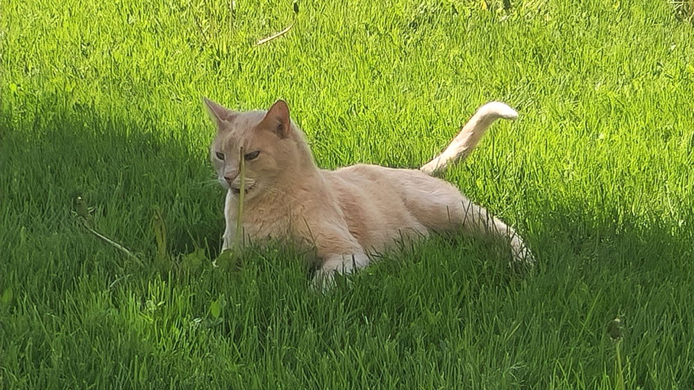 My puma kitty on the prowl