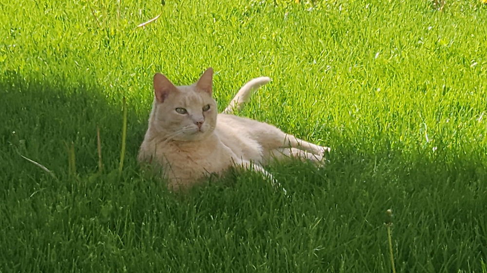 My cats keep me somewhat sane