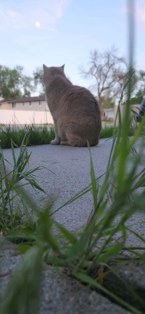 My cats keep me somewhat sane