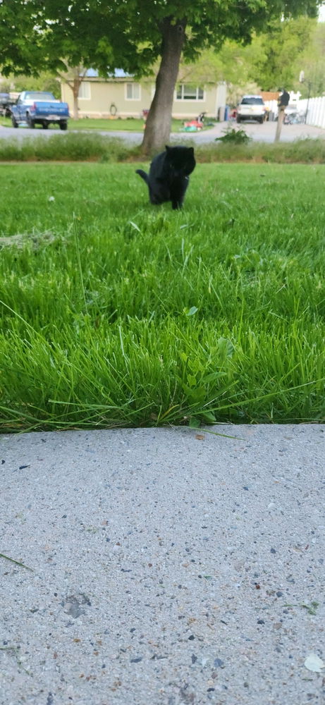 Savage the panther stalks her prey
