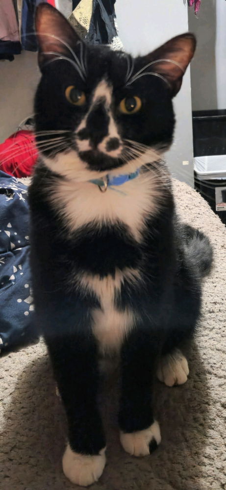 Distinguished Mr Beans