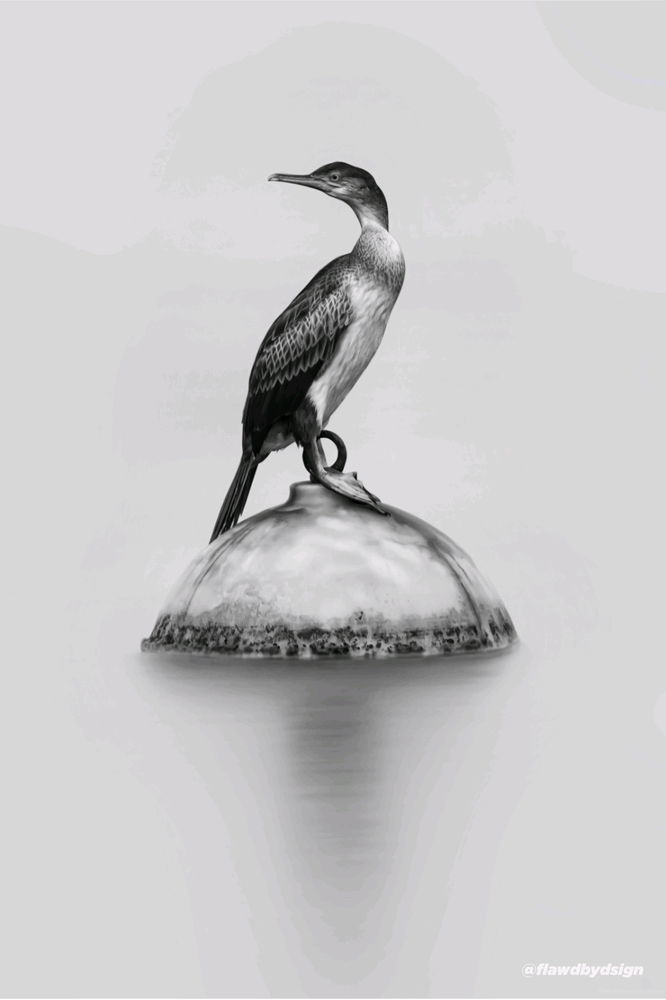 Forgot the Bird's Name