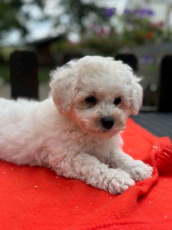 It's my dog's birthday tomorrow, what should I pick for him?