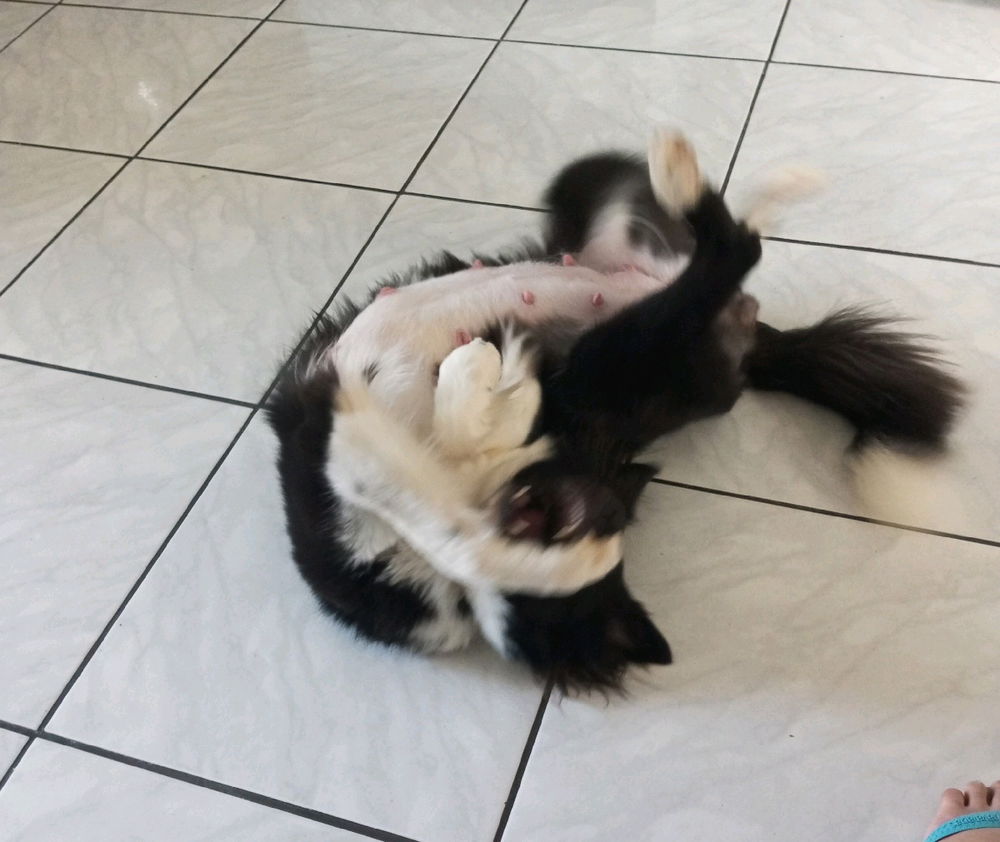 What trick does your dog do that you didn't teach him?