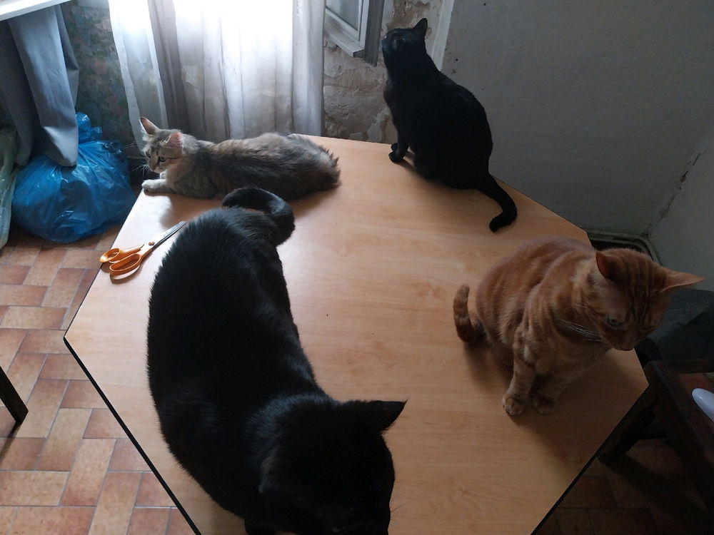 Anciens chats errants