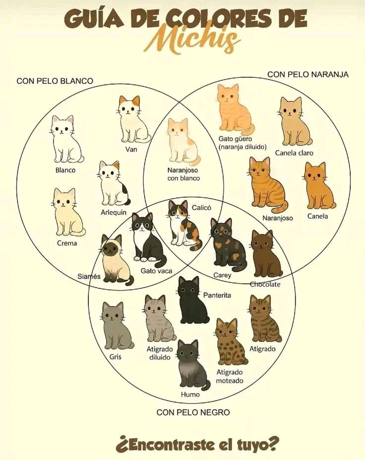 ¿Tu gato está aquí?