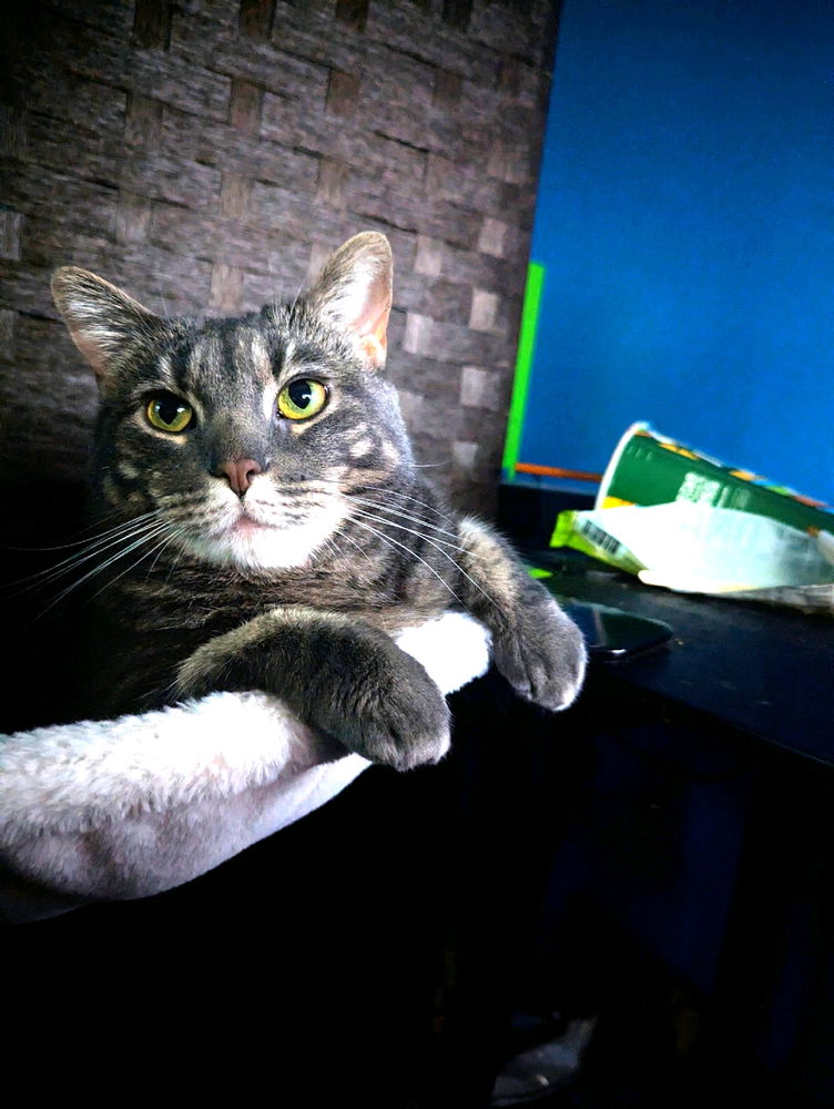 Lil paws out