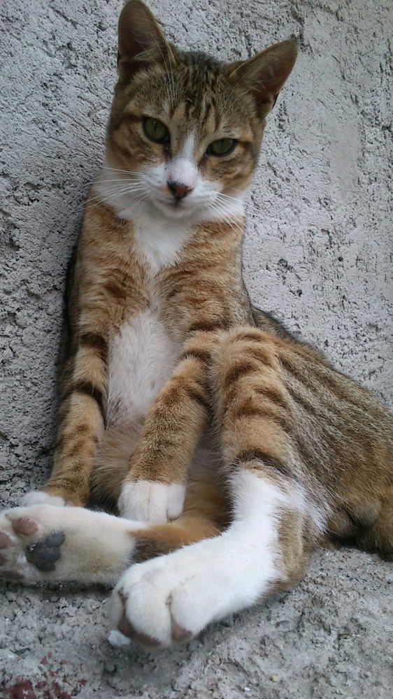 Mi gato 🐱