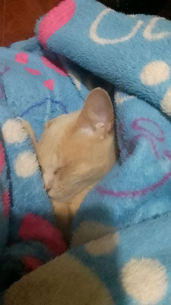 La bb