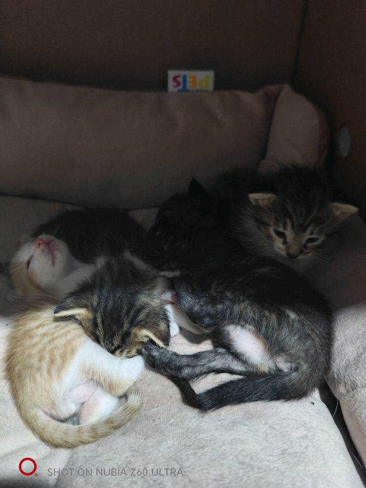 子猫って可愛いですね！！！！！