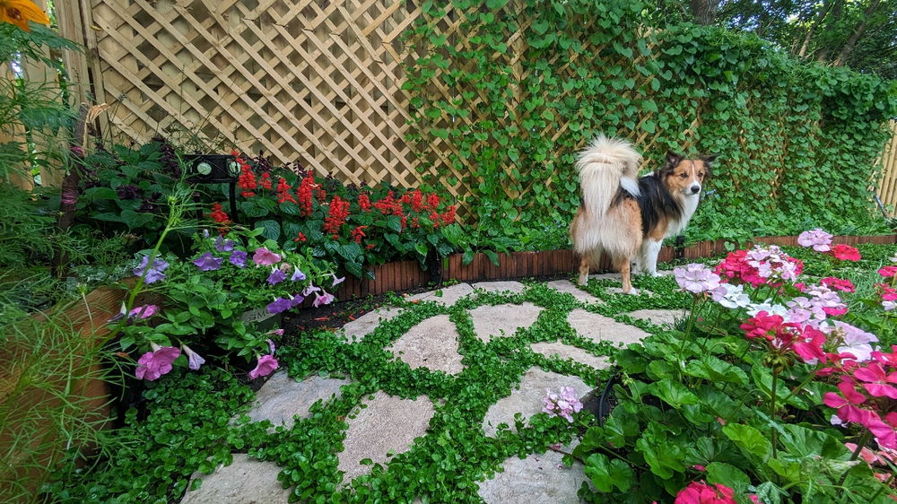 In my garden with the puppy
