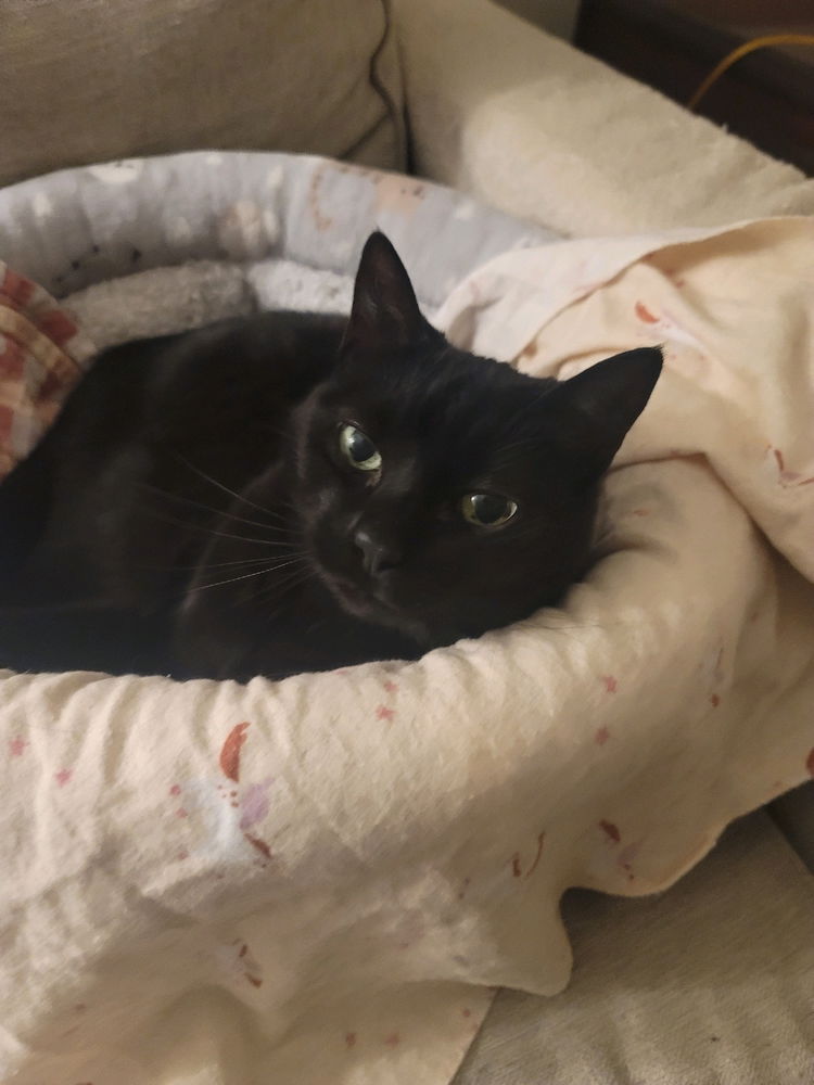 Comfy cat