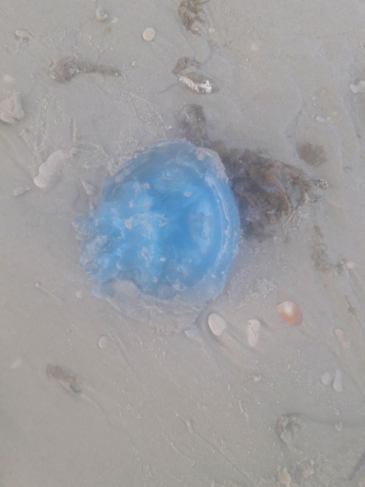 Blue jellyfish