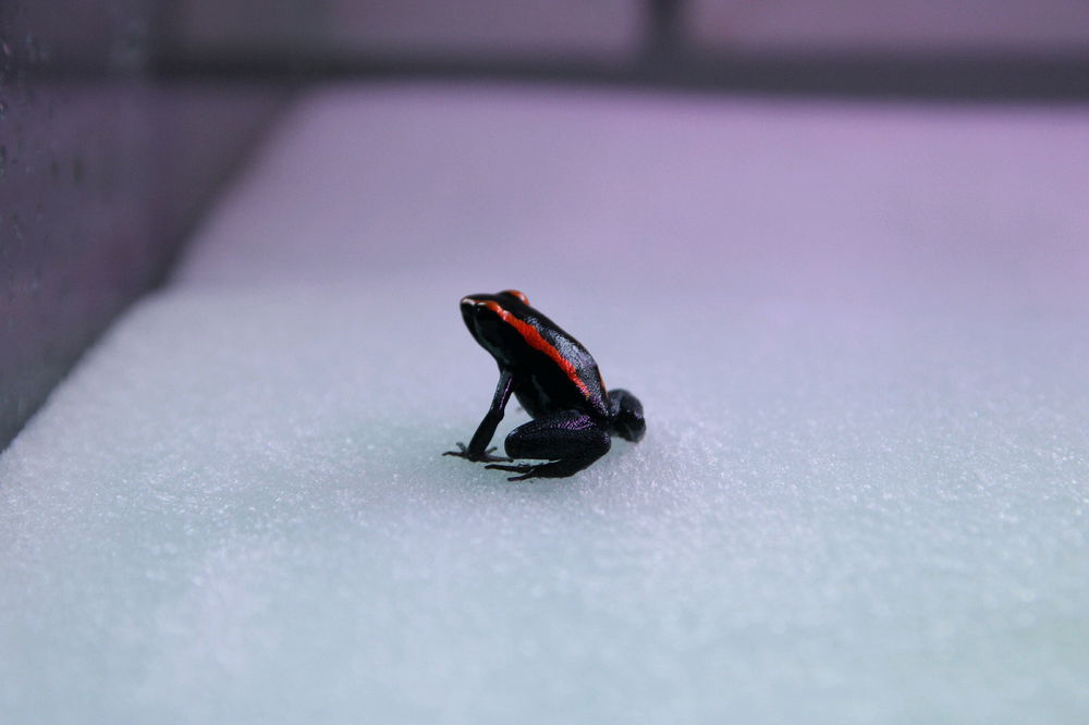 Phyllobates vittatus
