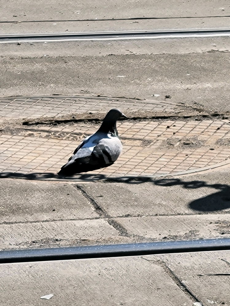 Portland pigeons are so lovely
