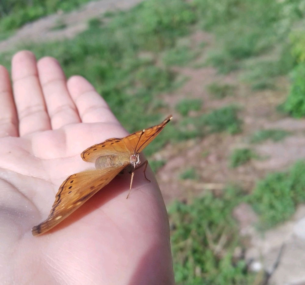 🦋🦋