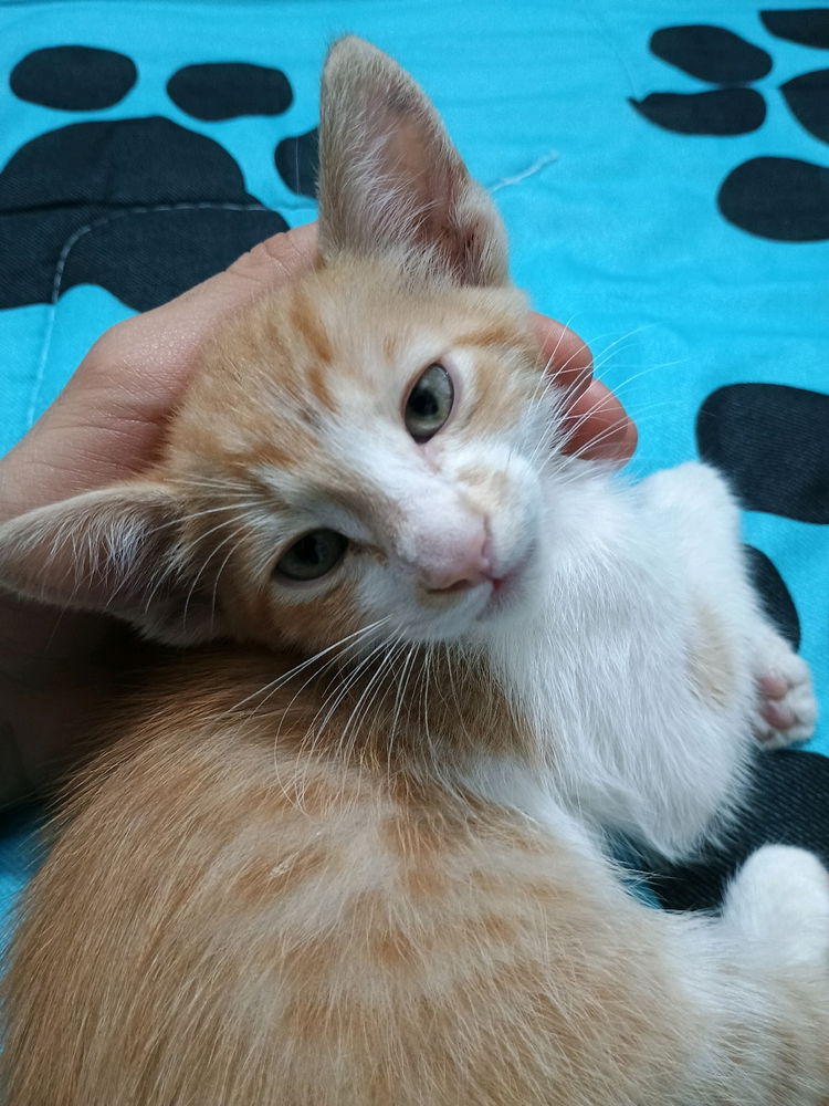 Qué tal les parece este gatito? :3