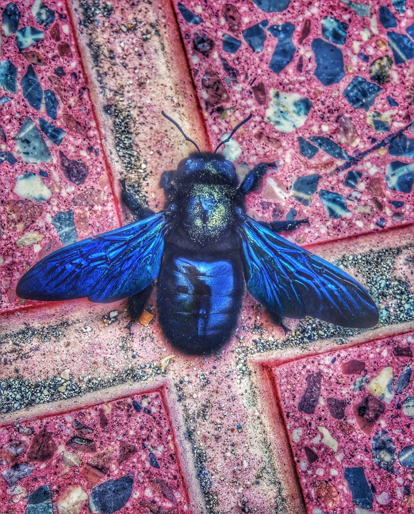 Especialmente bonitx la abeja carpintera.