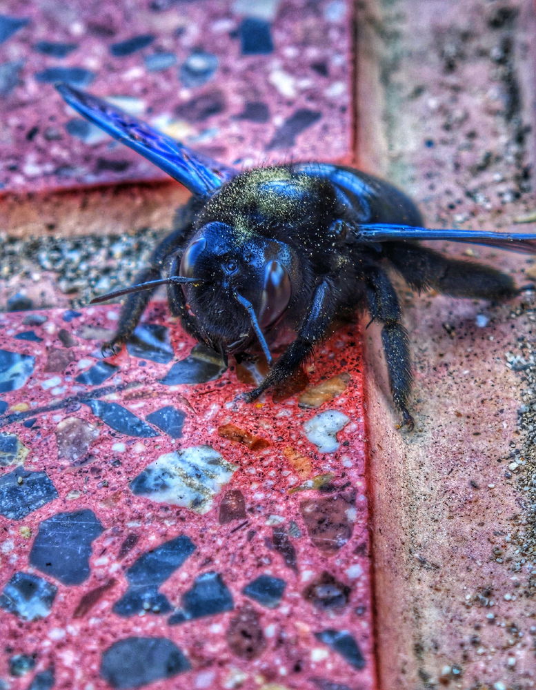 Especialmente bonitx la abeja carpintera.