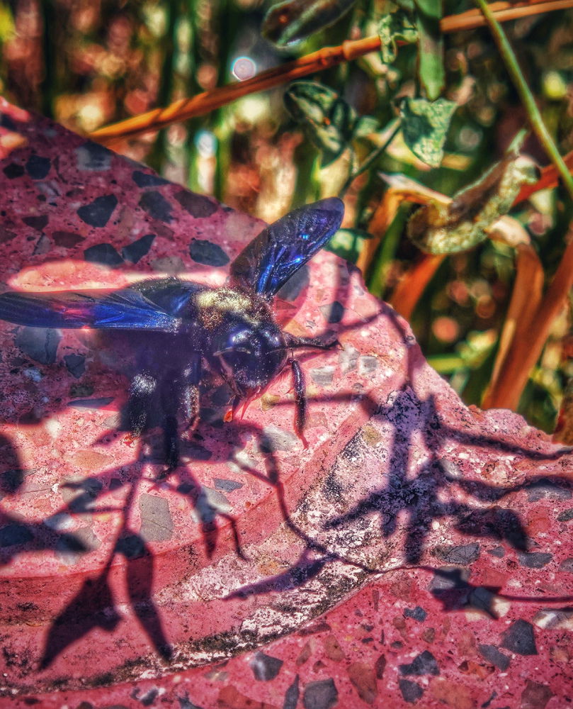 Especialmente bonitx la abeja carpintera.