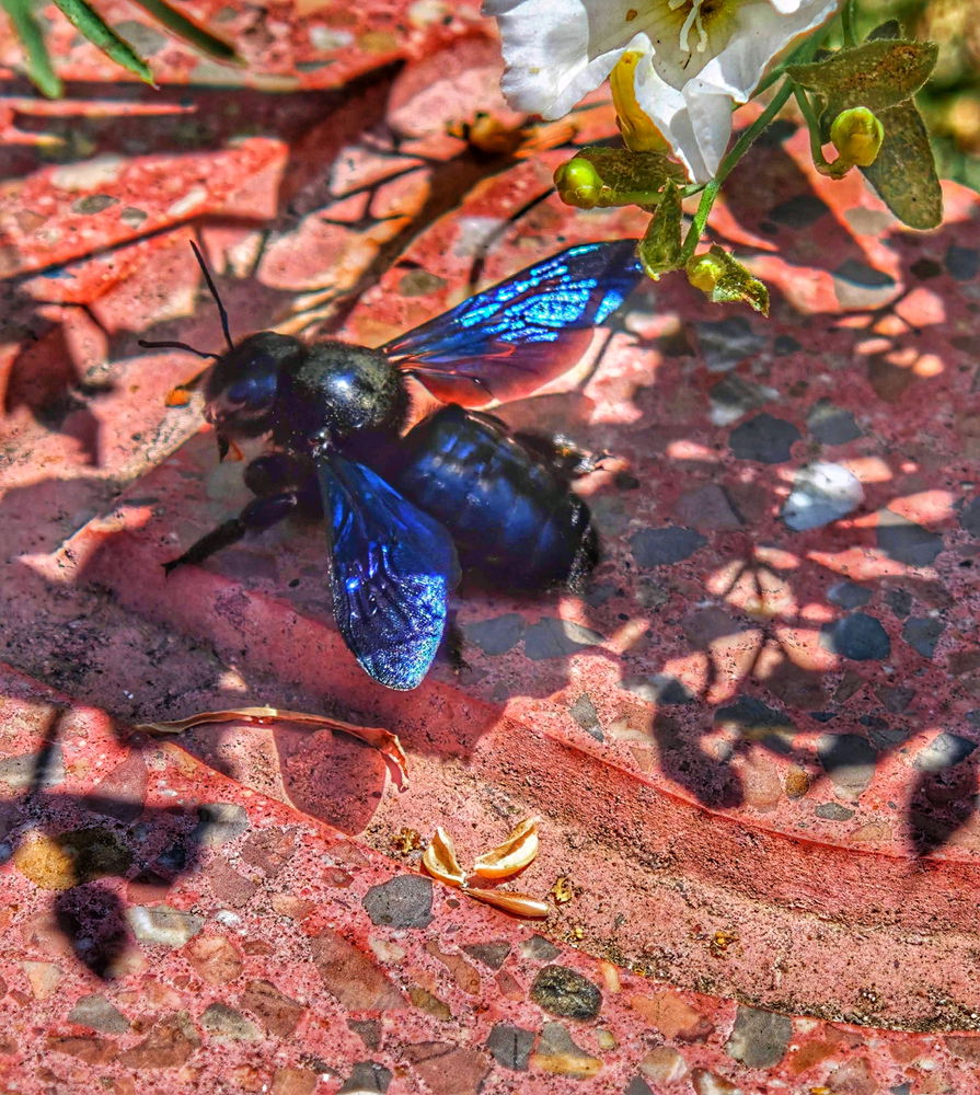 Especialmente bonitx la abeja carpintera.