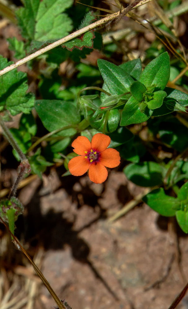 Flor n3