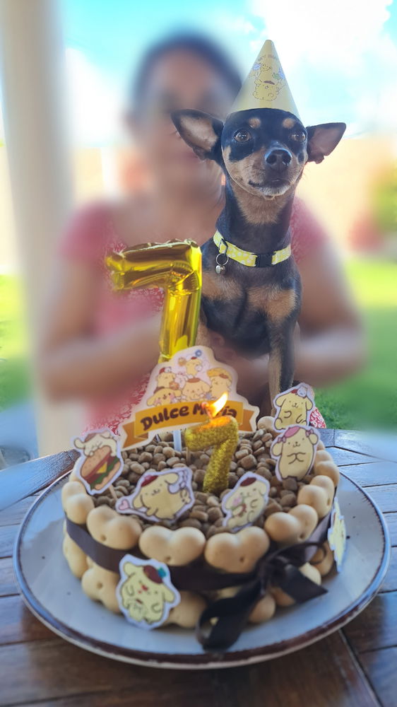 Aniversário de pompompurin